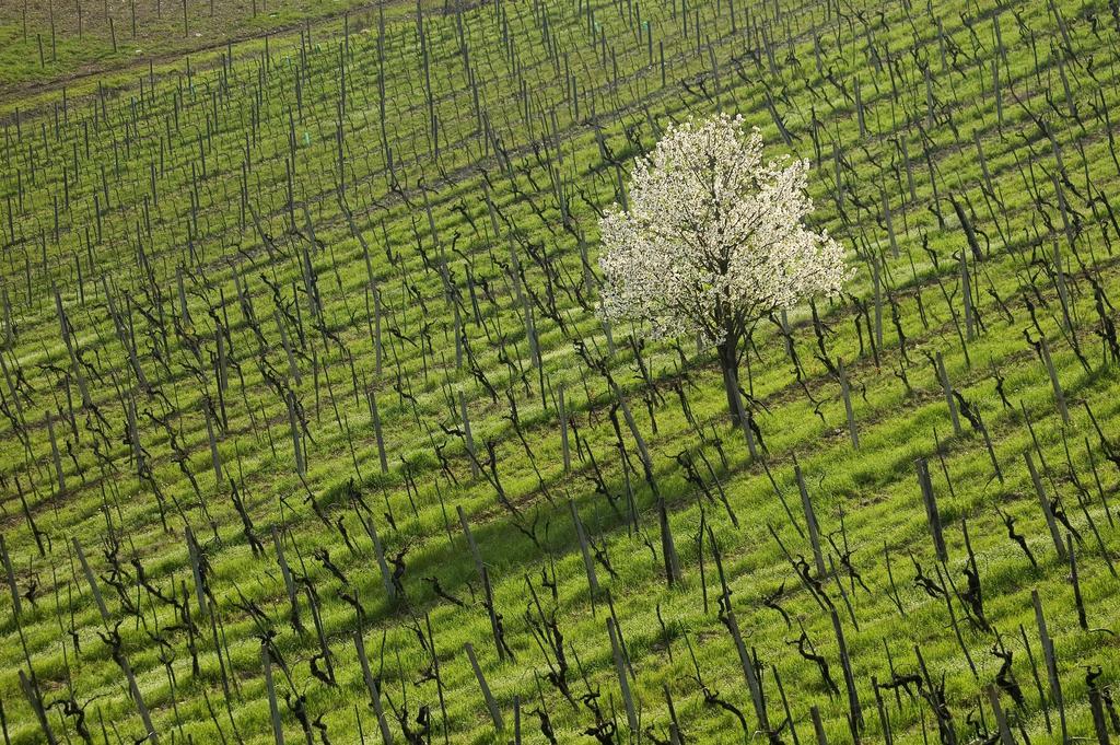 Apartamento Agriturismo Buondonno Castellina in Chianti Exterior foto